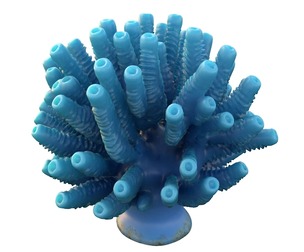coral reef 28