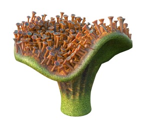 coral reef 29