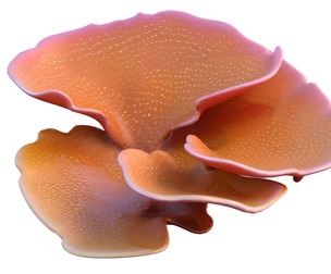Coral reef 30