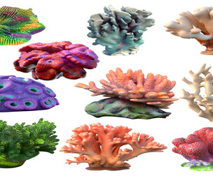 Coral reef collection 11-20