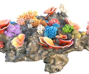 Coral Reef Rock 2
