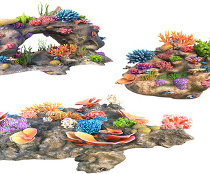 Coral reef rock collection