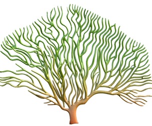 seaweed 3