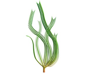 seaweed 4