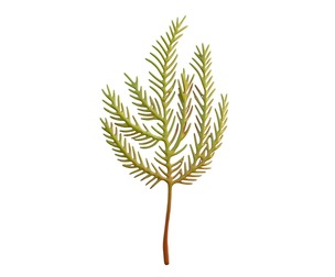 seaweed 5