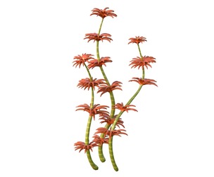 seaweed 6