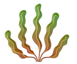 seaweed 7