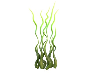 seaweed 8