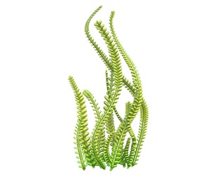 seaweed 9