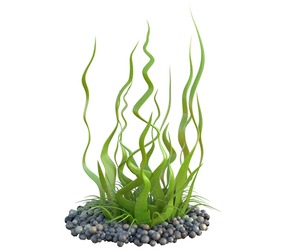seaweed 10