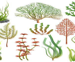 Seaweed collection