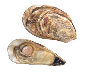 Oyster