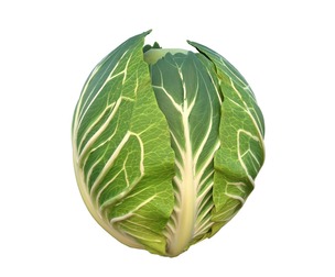 Cabbage green vegetable