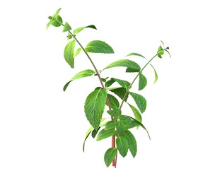 Mint herb plant