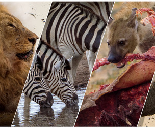 African Animals- Reference Photo Pack For Artists 887 JPEGs noAI maxHD