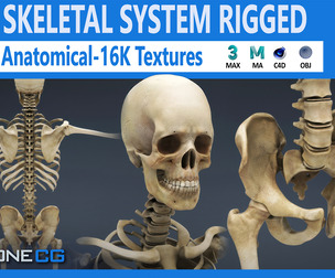 Human Skeleton System Rigged