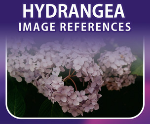 400 Hydrangea Image Reference Pack – Vol 1