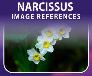 400 Narcissus Image Reference Pack – Vol 1