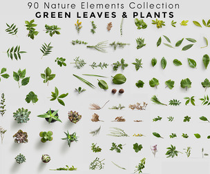 90 Nature Elements Collection – Green Leaves & Botanical Plants, Spring Foliage, Herb Branches