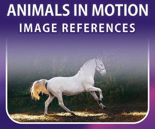 400 Animals In Motion Image Reference Pack – Vol 1