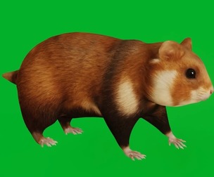European Hamster