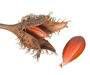 beechnut Fruit