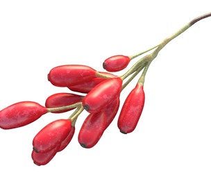 Berberis Fruit