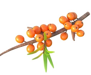 Hippophae Fruit