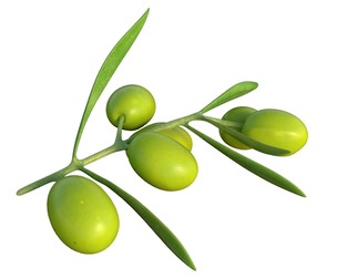 Olive branch Fruit