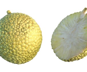 osage orange Fruit