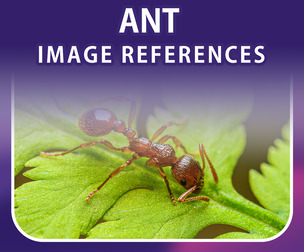 400 Ant Image Reference Pack – Vol 1