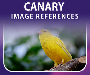 400 Canary Image Reference Pack – Vol 1