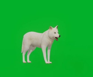 Arctic Wolf