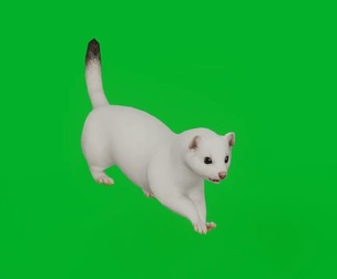 Ermine Stoat Weasel