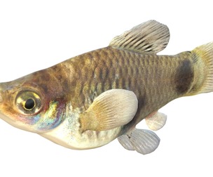 Southern Platyfish