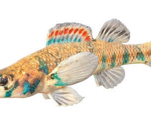 Speckled Darter fish