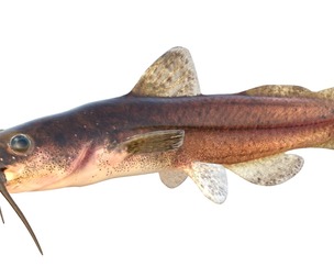 Speckled Madtom fish