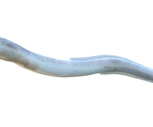 Speckled Worm Eel fish