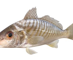 Spot fish