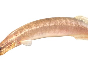 Spotfin Spiny Eel fish