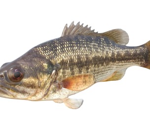 Spotted Bass fish