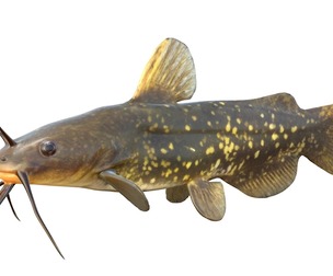 Spotted Bullhead fish