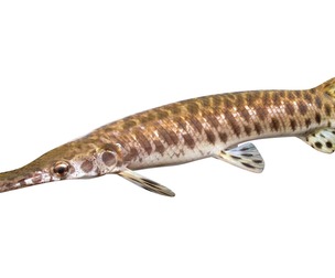 Spotted Gar fish