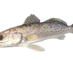 Spotted Seatrout fish