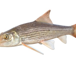 Spotted Sucker fish