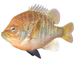 Spotted Sunfish