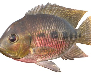 Spotted Tilapia fish
