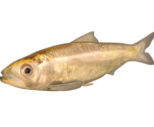 Alabama Shad