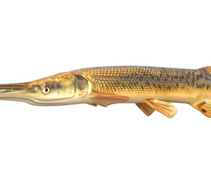 Alligator Gar fish