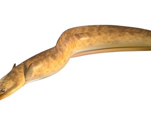 American Eel fish